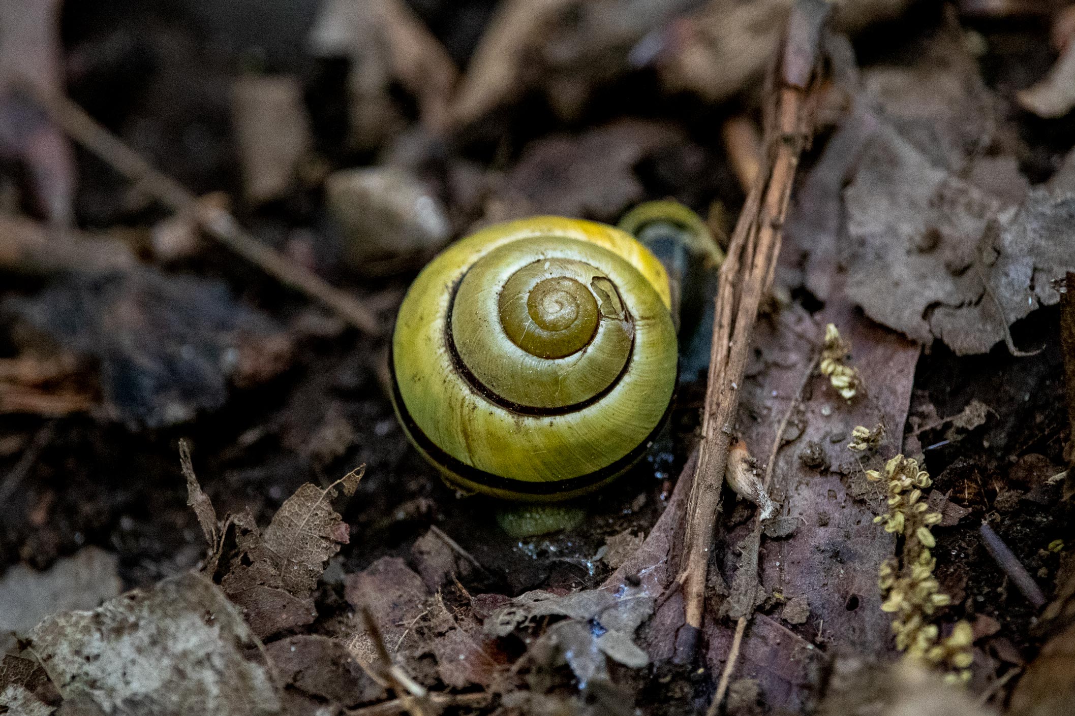 Yellow snail shell on the forest floor