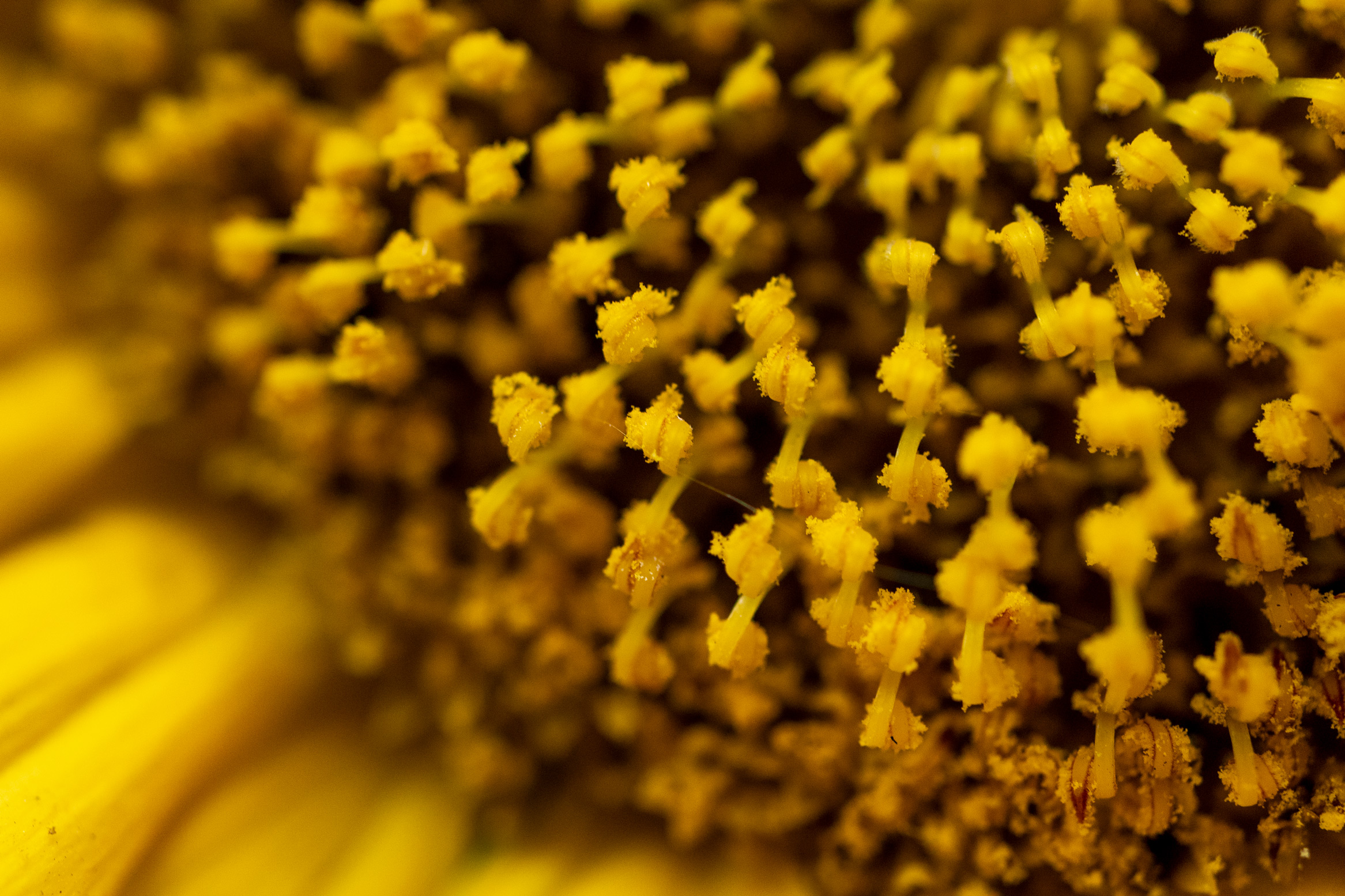 Clos-up photograph of a sunflower