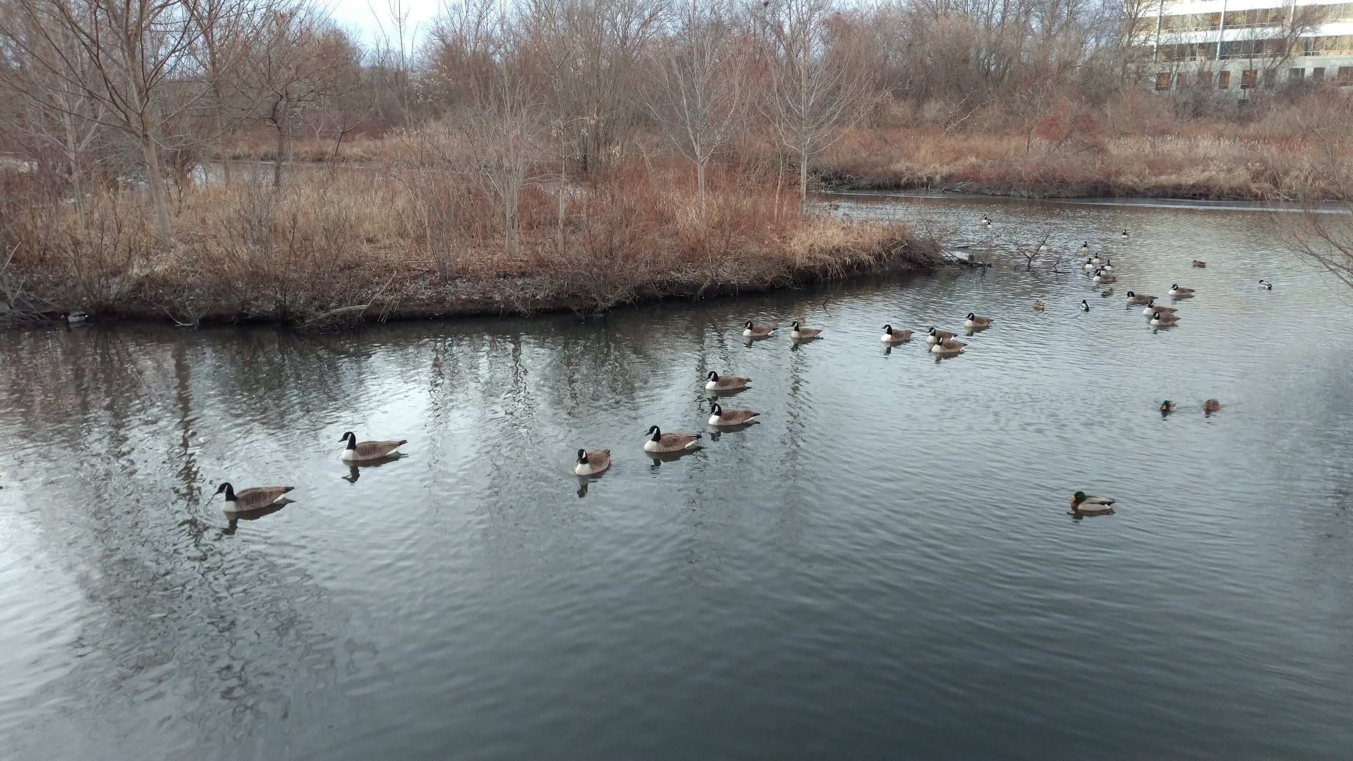many geese, some ducks