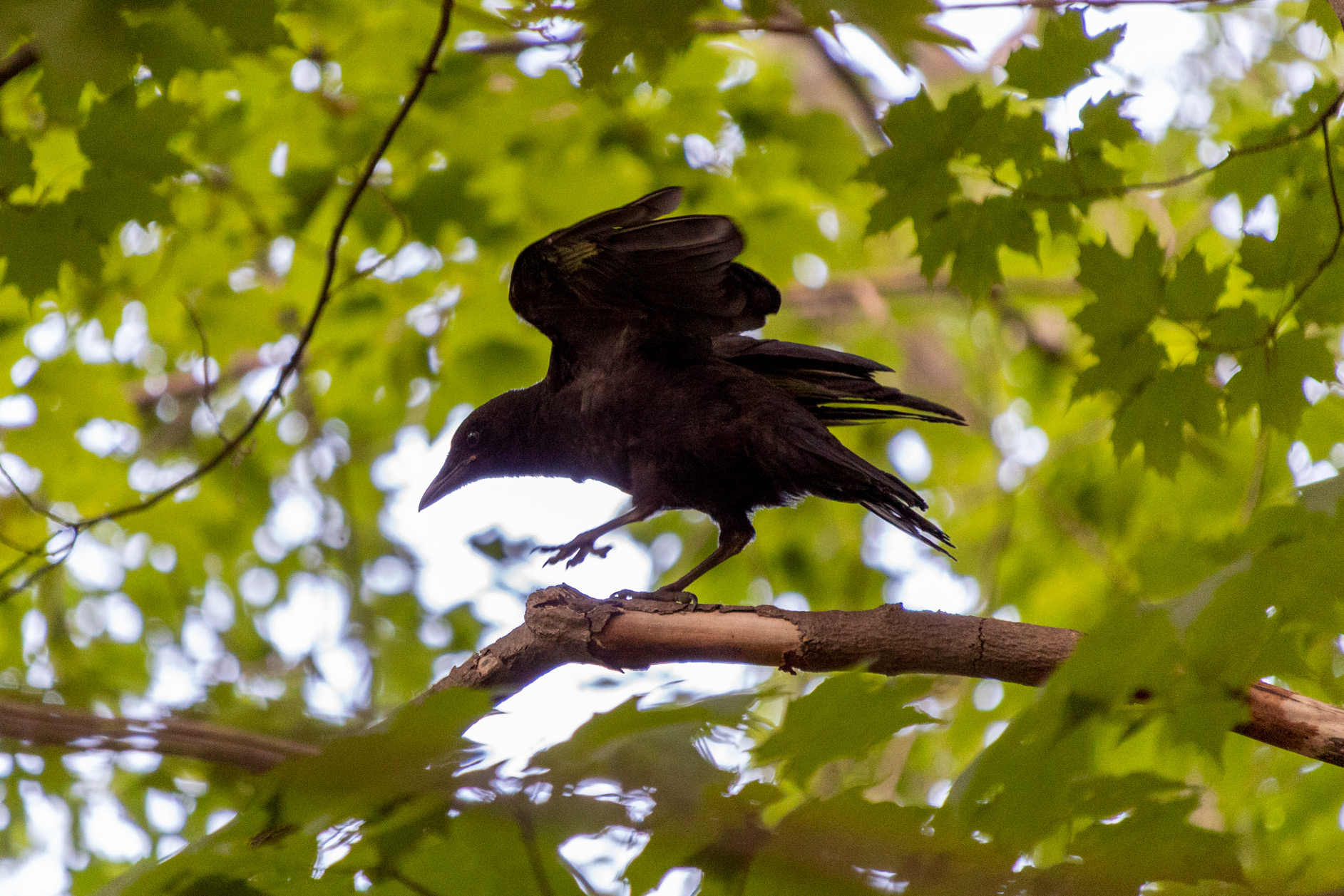 Crow walking on a tree branch